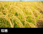 稲穂