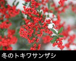冬のトキワサンザシ