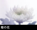 菊の花