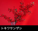 トキワサンザシ