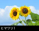 ヒマワリ1