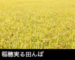 稲穂実る田んぼ
