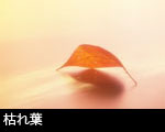 枯れ葉
