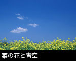 菜の花と青空
