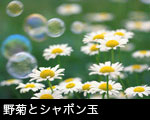 野菊とシャボン玉 
