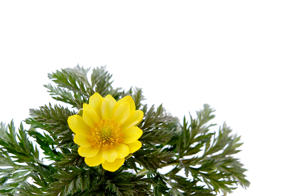 e49-5652 　福寿草の花3　