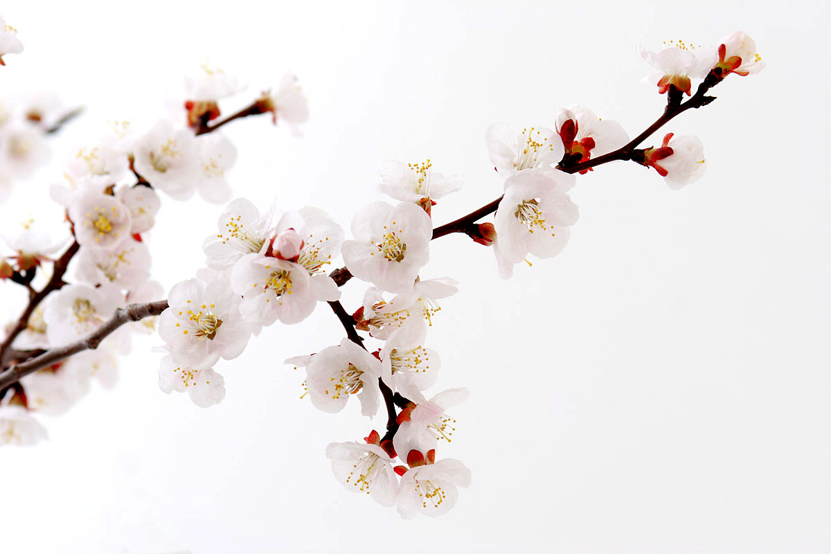 e49-5701　梅の花1