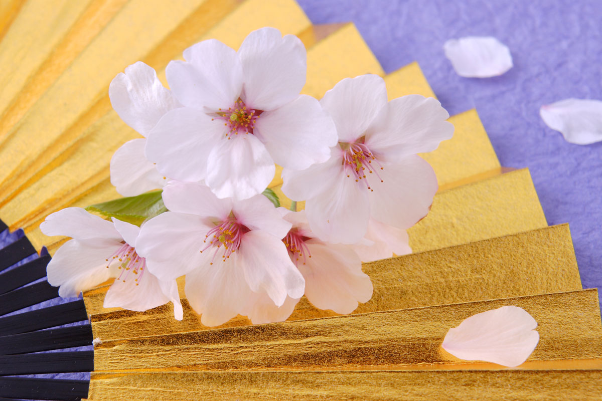 e49-5820　桜の花と花びら 金の扇子 紺色の背景