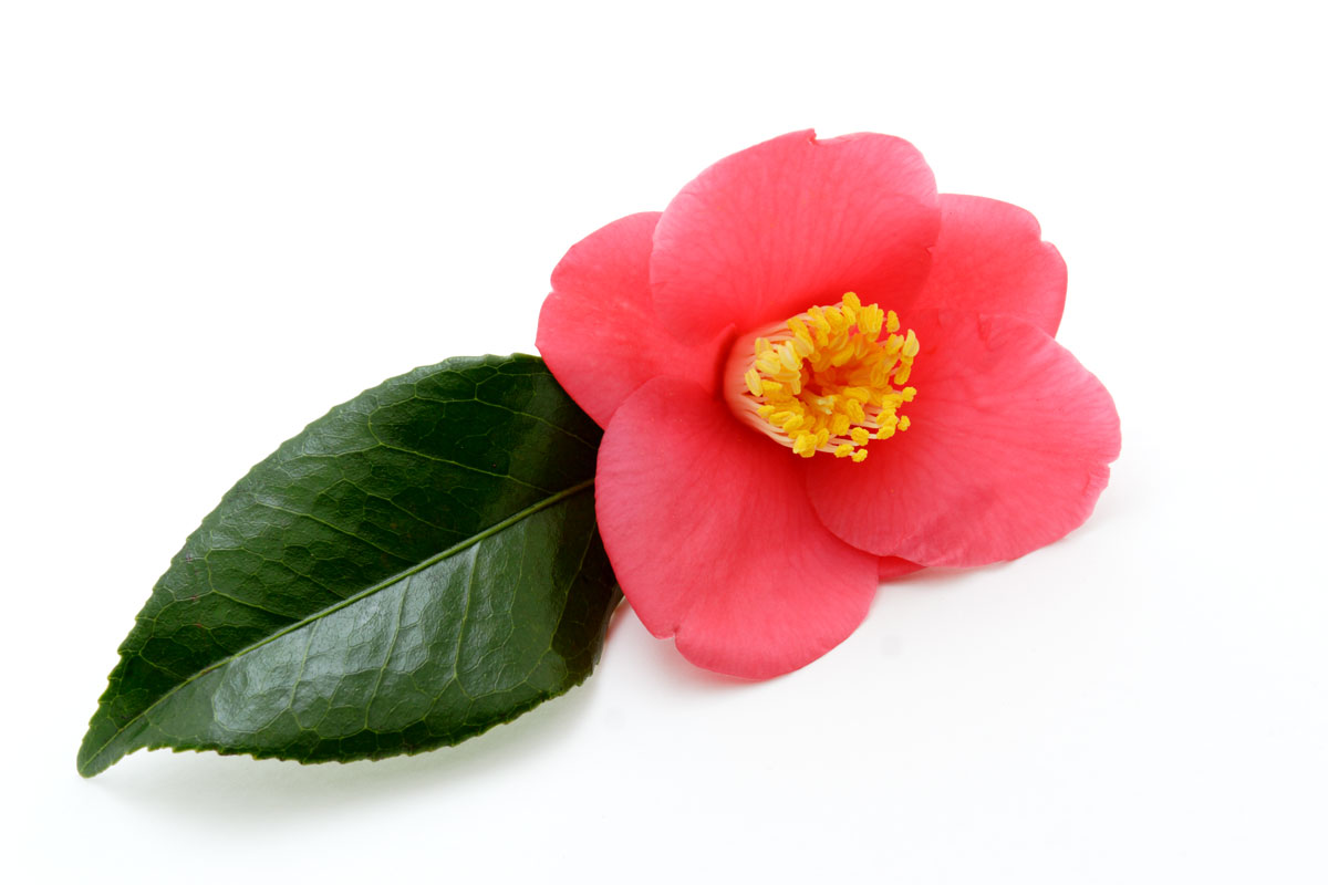 e49l-5883　椿の花2　
