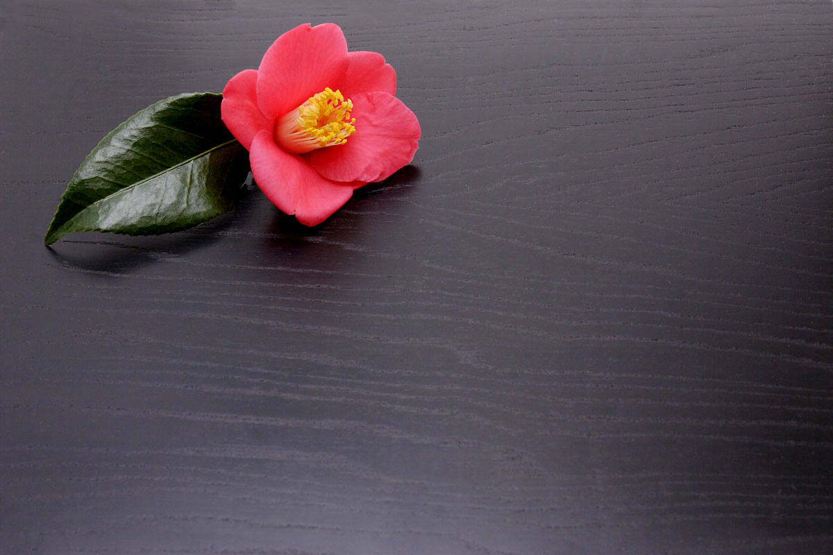 e49l-5891　椿の花2