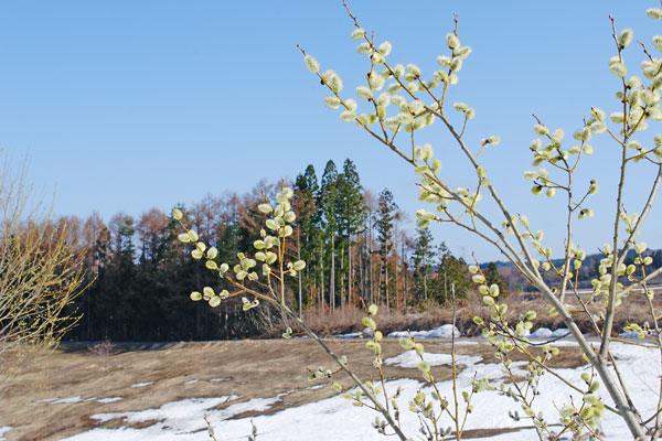 ネコヤナギと早春の里山　無料写真素材 フリー　画像1
