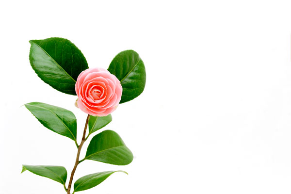 八重の椿　花　 画像1　フリー写真素材