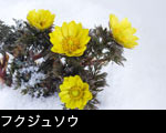 雪と福寿草