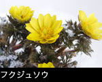 雪とフクジュソウ