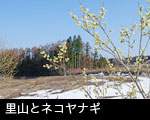 里山 ネコヤナギ