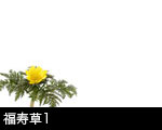 福寿草 1