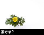福寿草2