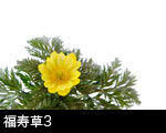 福寿草3