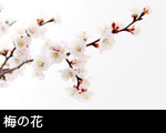 梅の花