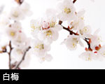 白梅