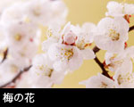 梅の花