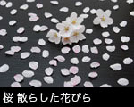 黒の背景に桜の花とたくさんの花びら 