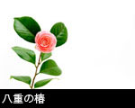 八重の椿1