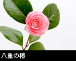 八重の椿2