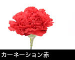 カーネーション赤