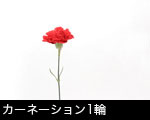カーネーション1輪