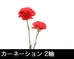 カーネーション 2輪