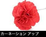 カーネーション アップ