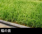 稲の苗
