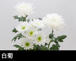 白菊