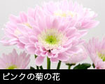 ピンクの菊の花