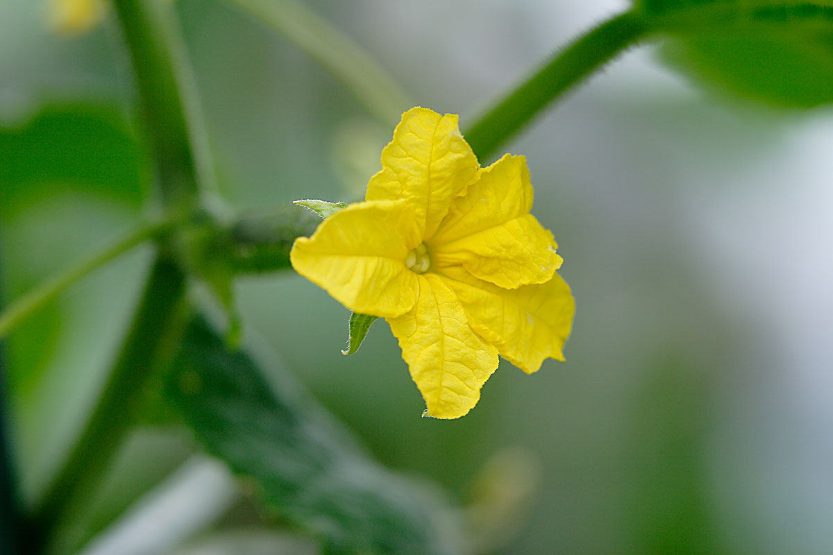 e50-7446　きゅうりの花
