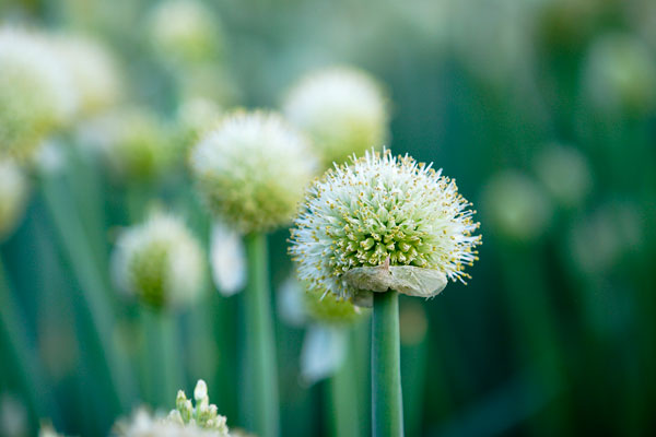 ネギの花（ネギ坊主） 画像1 無料写真素材 フリー