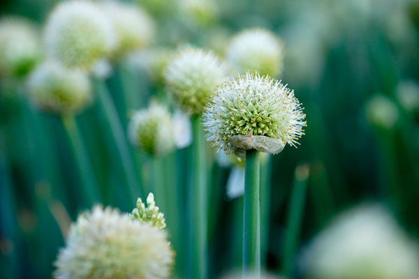 ネギの花（ネギ坊主） 画像2フリー写真素材