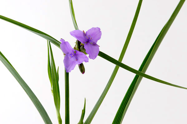 ムラサキツユクサ 画像2　夏の花イメージ　背景白　フリー写真素材