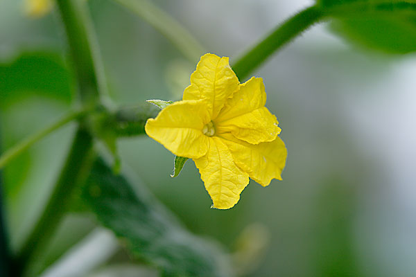 きゅうりの花 写真 画像2 無料写真素材 