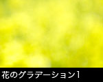 花のグラデーション1