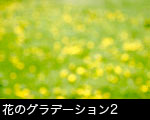 花のグラデーション2