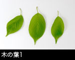 木の葉1