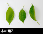 木の葉2