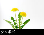 タンポポ