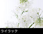 ライラック