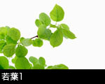若葉1