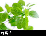若葉 2 フリー素材