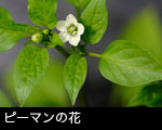 ピーマンの花