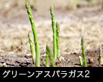 グリーンアスパラガス